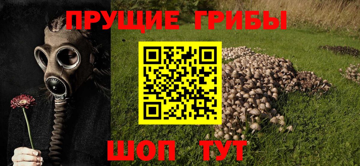 Тверь  Галлюциногенные грибы GOLDEN TEACHER  Вход с VPN 